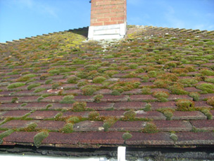 Roof Moss